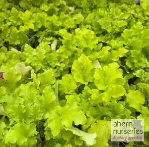 Heuchera Lime Light - image 3