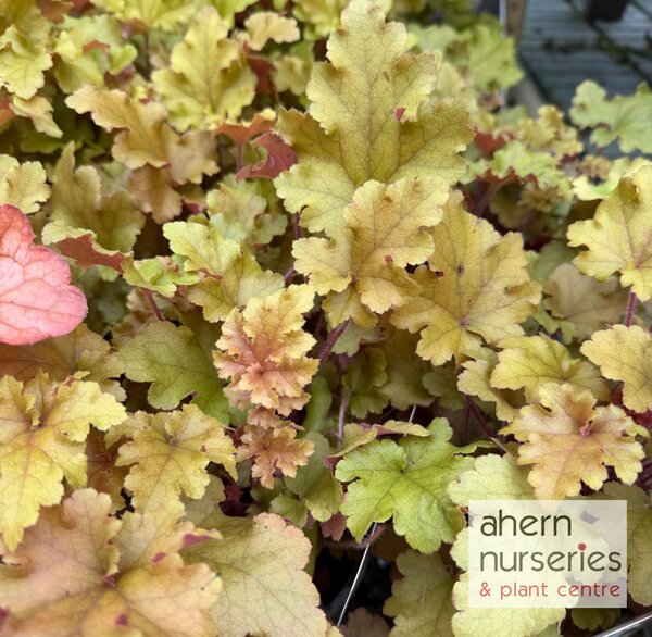 Heuchera Marmalade