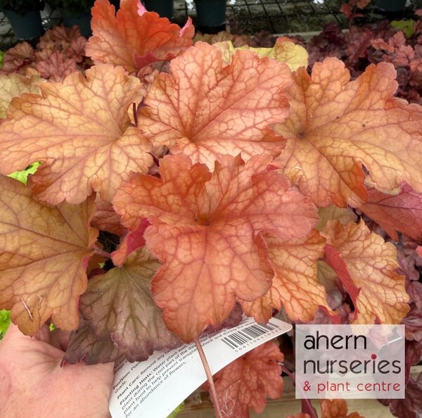 Heuchera Paprika - image 1