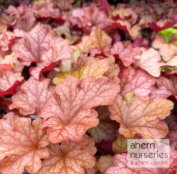 Heuchera Paprika - image 2