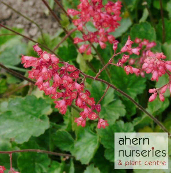 Heuchera Paris - image 1