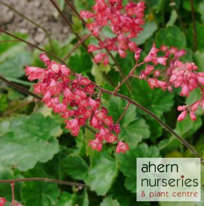 Heuchera Paris - image 1