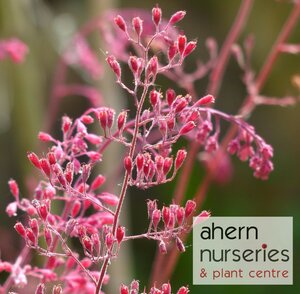 Heuchera Paris - image 2