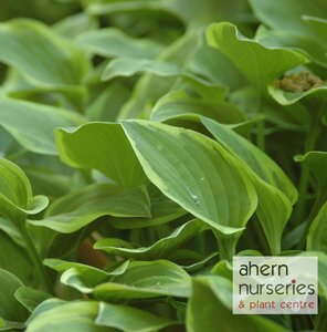 Hosta Bedazzled