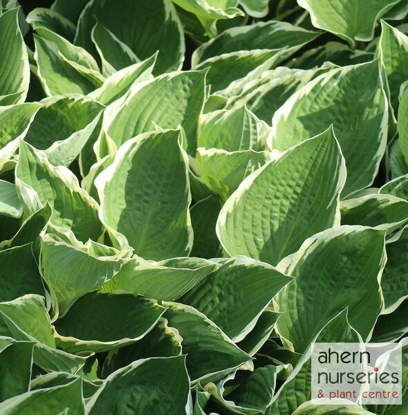 Hosta Diana Remembered - image 1