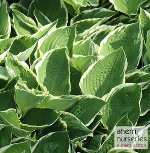 Hosta Diana Remembered - image 1