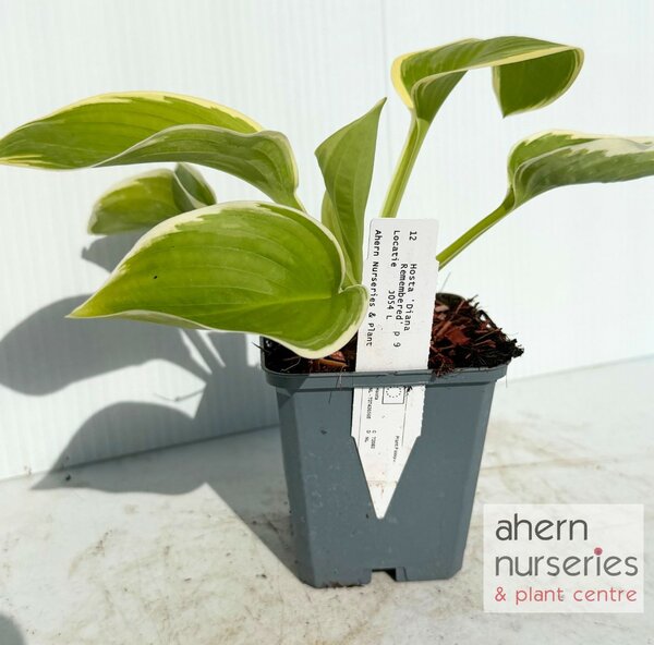 Hosta Diana Remembered - image 2