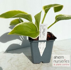 Hosta Diana Remembered - image 2