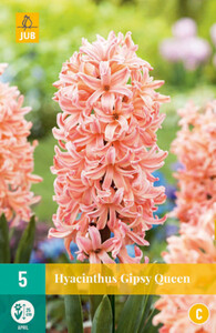 Hyacinth Gypsy Queen 5 Bulbs