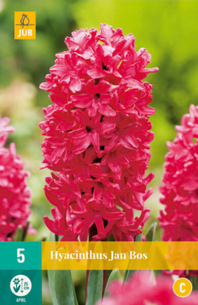 Hyacinth Jan Bos  5 Bulbs