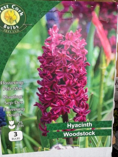 Hyacinth Woodstock 3 Bulbs