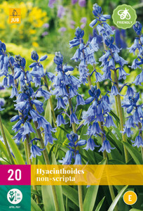 Hyacinthoides Blue Bells Non-Scripta 20 bulbs