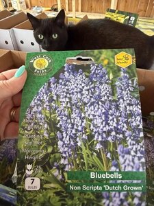 Hyacinthoides Non Scripta ( Dutch Grown ) 7 bulbs