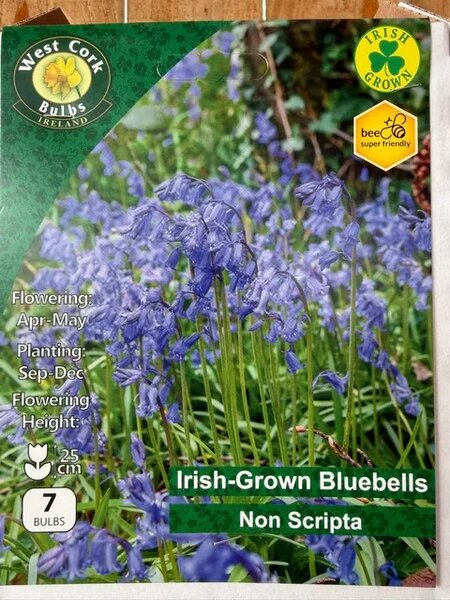 Hyacinthoides Non Scripta ( Irish Grown ) 7 bulbs