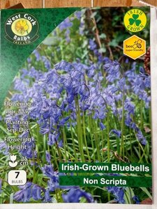 Hyacinthoides Non Scripta ( Irish Grown ) 7 bulbs