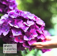 Hydrangea