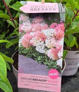 Hydrangea Groundbreaker Blush