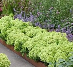Hydrangea Groundbreaker Greeny