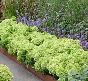 Hydrangea Groundbreaker Greeny 3Lt