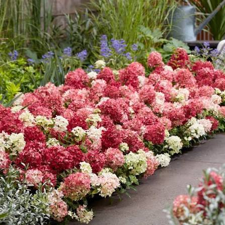 Hydrangea Groundbreaker Ruby