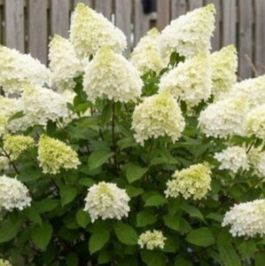 Hydrangea paniculata Bobo