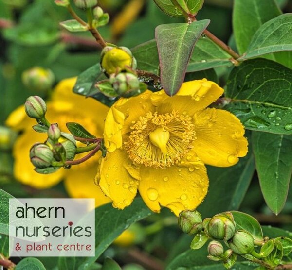 Hypericum 'Hidcote' - St. Johns Wort - 40cm-60cm - image 2