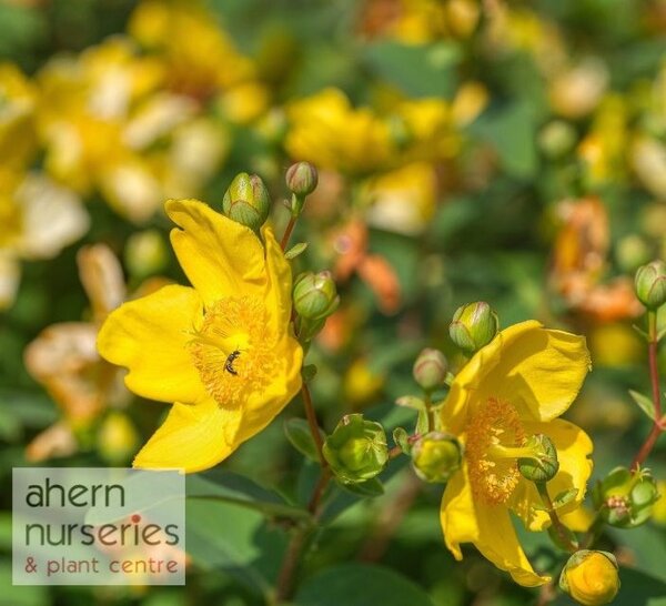 Hypericum 'Hidcote' - St. Johns Wort - 40cm-60cm - image 1