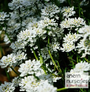 Iberis Appen Etz - image 2