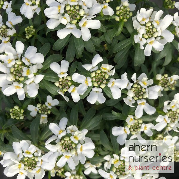 Iberis Snowflake - image 1