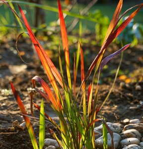 Imperata cylindrical Red Baron - image 1