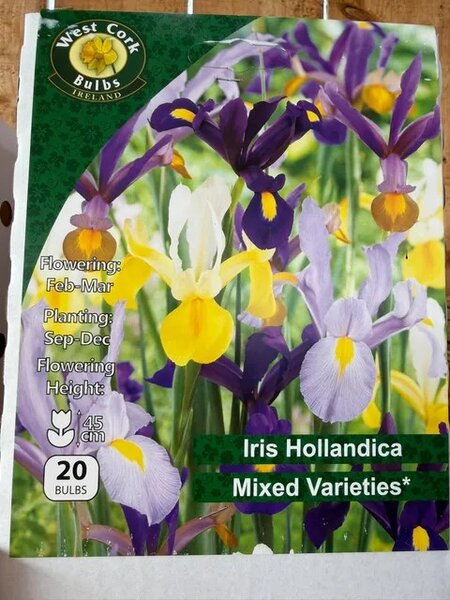 Iris hollandica Mixed 20 Bulbs