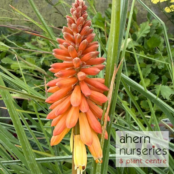 Kniphofia Flamenco - image 1