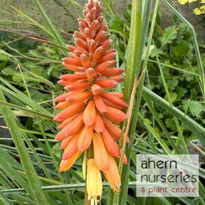 Kniphofia Flamenco - image 1