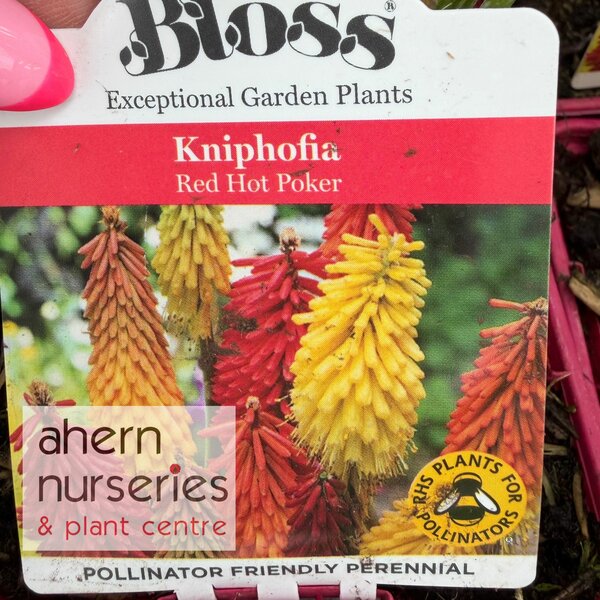 Kniphofia Flamenco - image 2