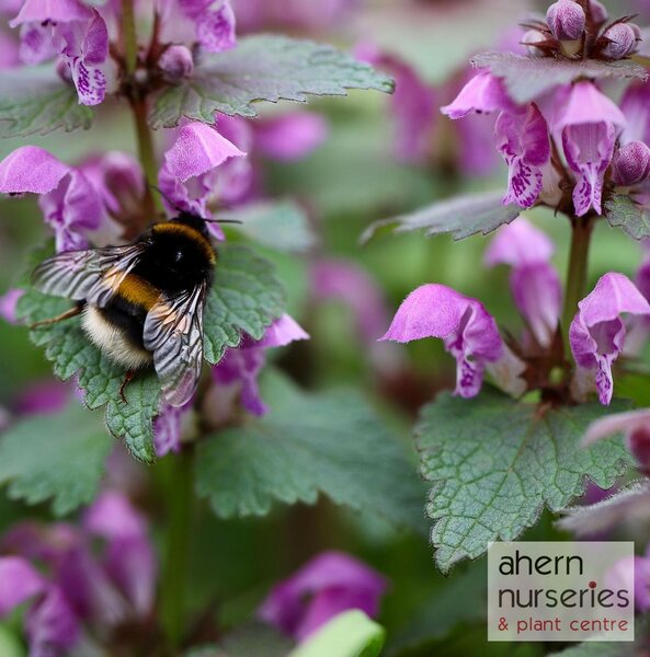 Lamium Red Nancy - image 2