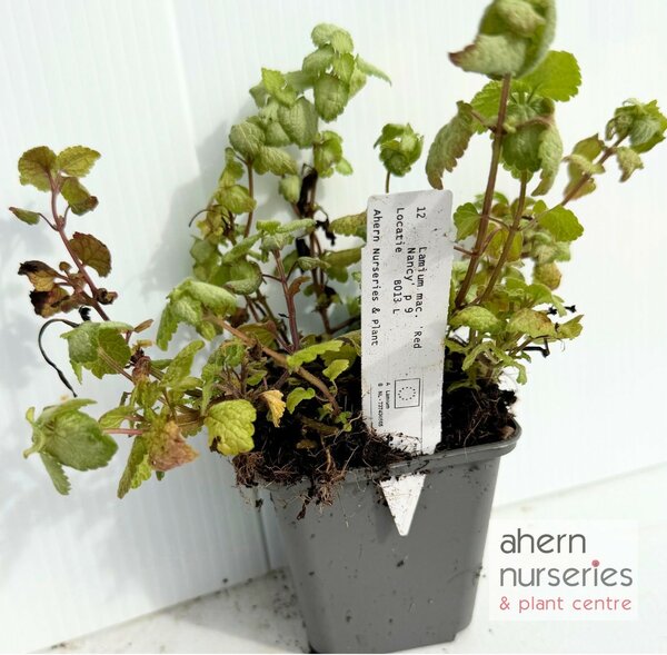 Lamium Red Nancy - image 4