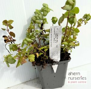 Lamium Red Nancy - image 4