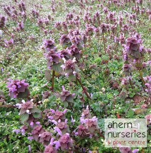 Lamium Red Nancy - image 3