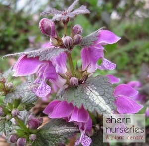 Lamium Red Nancy - image 1