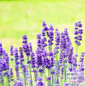 Lavender Elegance Purple - image 2