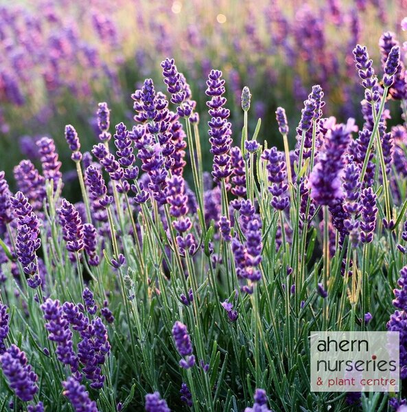 Lavender Elegance Purple - image 2