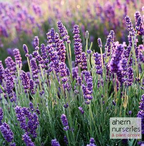 Lavender Elegance Purple - image 2