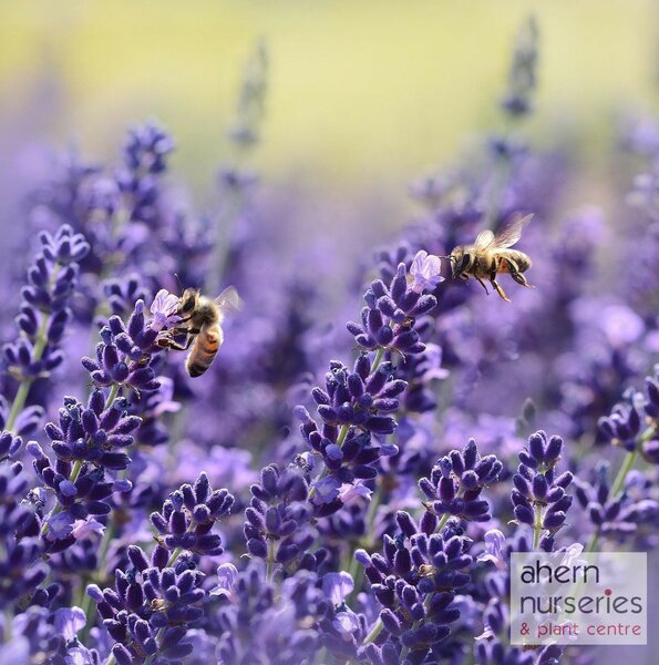 Lavender Elegance Purple - image 1