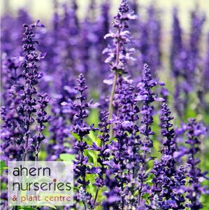 Lavender Hidcote - image 2