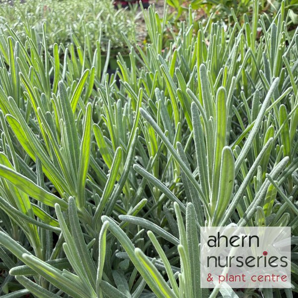 Lavender Hidcote - image 1