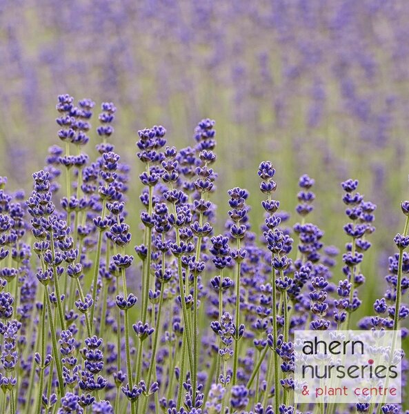 Lavender Munstead - image 2