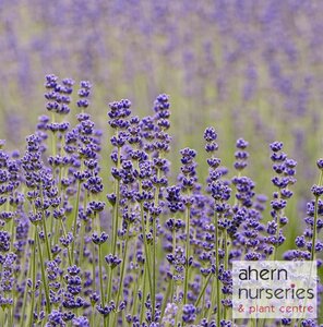 Lavender Munstead - image 2