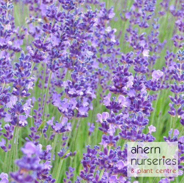 Lavender Munstead - image 1