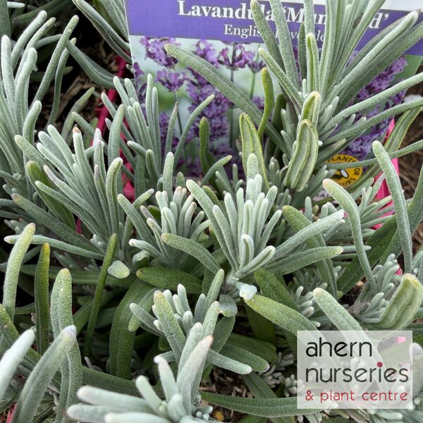 Lavender Munstead - image 3