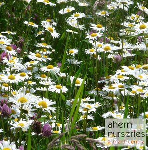 Leucanthemum May Queen - image 2